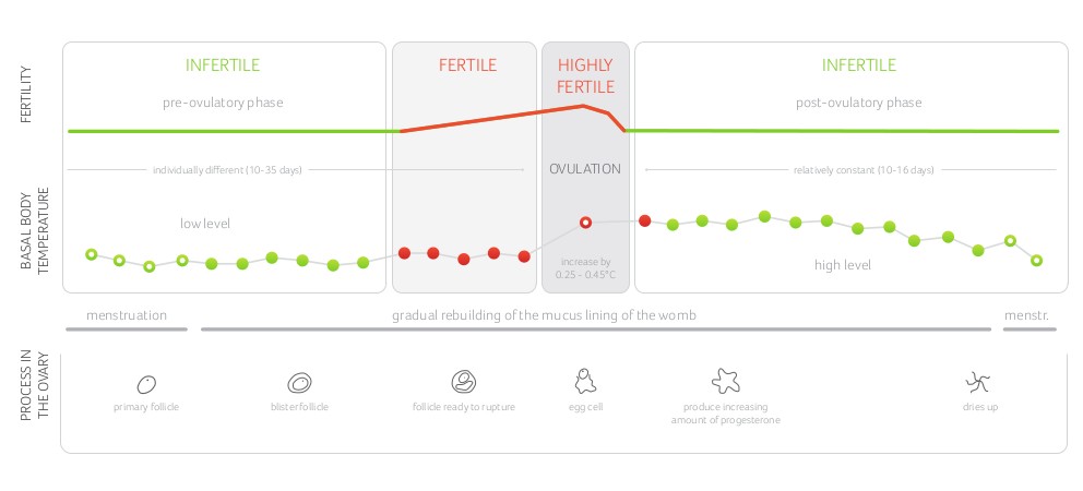 Fertility Chart